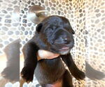 Small #2 Mutt