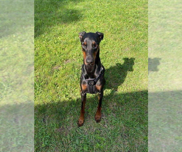 Medium Photo #3 Doberman Pinscher Puppy For Sale in Buffalo, MN, USA