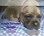 Puppy Purple collar Cane Corso