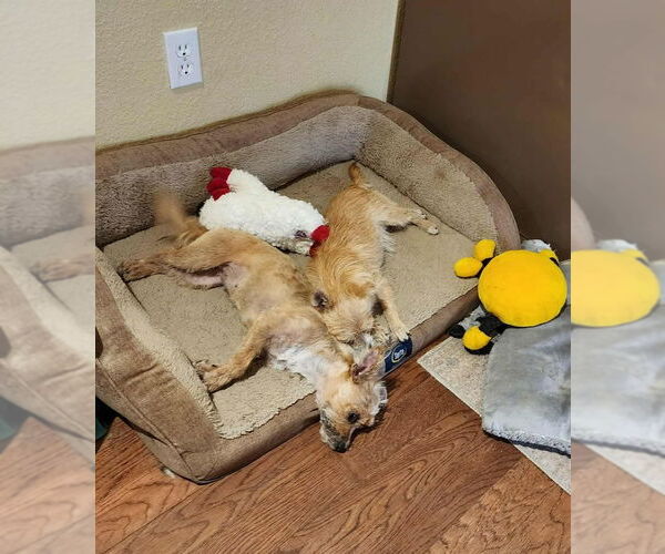 Medium Photo #3 Mutt Puppy For Sale in Grafton, WI, USA