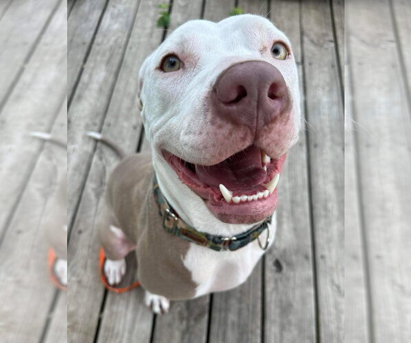 Medium Photo #26 American Pit Bull Terrier-Unknown Mix Puppy For Sale in Germantown, OH, USA