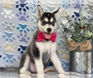 Pomsky-Siberian Husky Mix Puppy for sale in LANCASTER, PA, USA