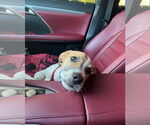 Small #29 American Pit Bull Terrier-Treeing Walker Coonhound Mix