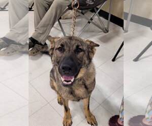 Kyro 7406 - Male German Shepherd Dog Dog for Adoption - Photo #3