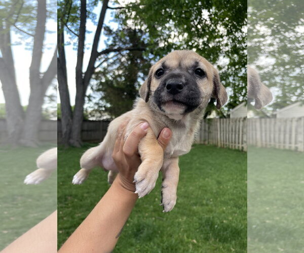 Medium Photo #13 Mutt Puppy For Sale in Derwood, MD, USA