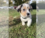 Puppy 2 American Corgi