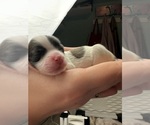 Puppy Roxy Mal-Shi