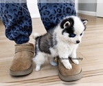 Small #3 Pomsky