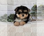 Small #17 Morkie