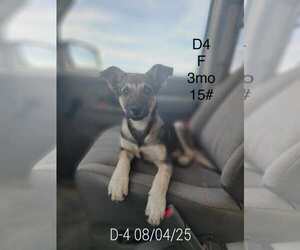 Shepradors Dogs for adoption in Princeton, MN, USA