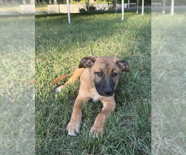 Medium Photo #9 German Shepherd Dog-Unknown Mix Puppy For Sale in Raleigh, NC, USA