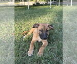 Small #8 German Shepherd Dog Mix