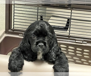 Cocker Spaniel Puppy for sale in MEDARYVILLE, IN, USA