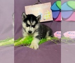 Small Photo #1 Siberian Husky Puppy For Sale in DEARBORN, MO, USA
