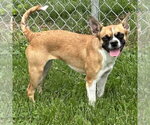 Small Boston Huahua