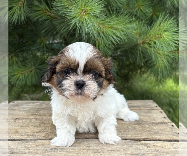 Medium Photo #5 Shih Tzu Puppy For Sale in MIDDLEBURY, IN, USA
