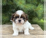 Small #4 Shih Tzu
