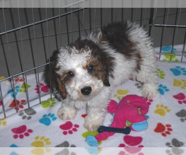 Medium Photo #6 Poochon Puppy For Sale in ORO VALLEY, AZ, USA