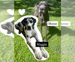 Small Great Dane