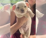 Small #5 French Bullhuahua