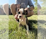 Small Photo #4 Boxer Puppy For Sale in SCOBEY, MS, USA