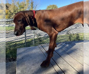 Dolly available 10/22 - Female Mutt Dog for Adoption - Photo #3