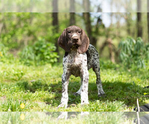 German Shorthaired Pointer Puppy for sale in BRISTOL, IN, USA