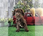 Small #1 Havanese