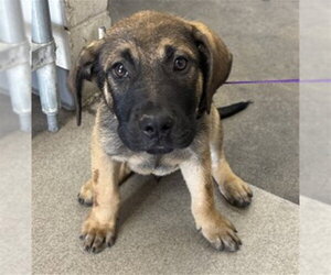 Mutt Dogs for adoption in San Bernardino, CA, USA