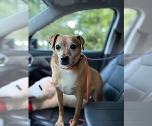 Nicky - Male Mutt Dog for Adoption - Photo #11