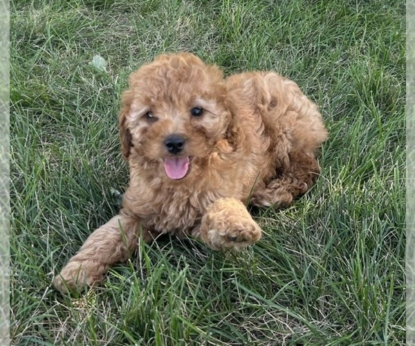 Medium Photo #4 Goldendoodle (Miniature) Puppy For Sale in HULL, IA, USA