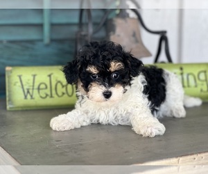 Havapoo Puppy for sale in DUNDEE, OH, USA