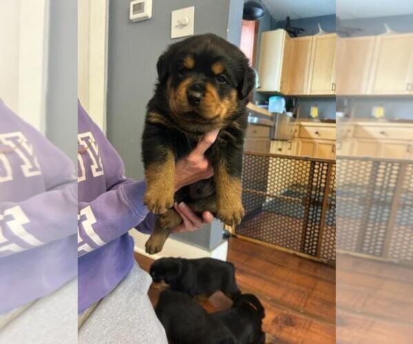 Medium Photo #3 Rottweiler Puppy For Sale in FALCON, CO, USA