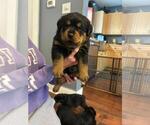 Puppy Puppy 2 Rottweiler