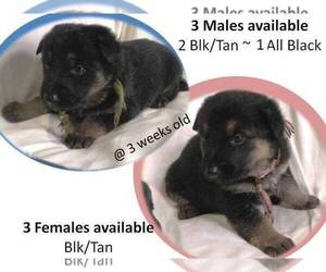 German Shepherd Dog Puppy for sale in GOLDENDALE, WA, USA