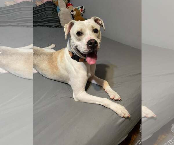 Medium Photo #5 Mutt Puppy For Sale in Woodbury, NY, USA