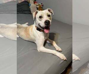 RAZOR - Male Mutt Dog for Adoption - Photo #5