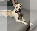 Small Photo #5 Mutt Puppy For Sale in Woodbury, NY, USA