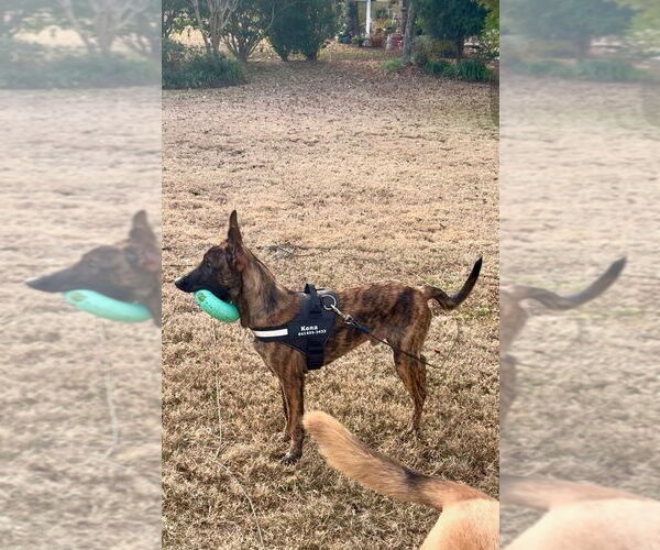 Medium Photo #2 Holland Shepherd Puppy For Sale in Imlay City, MI, USA