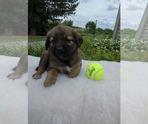 Golden Shepherd Dogs for adoption in SHERBURNE, NY, USA