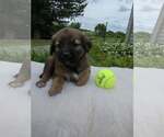 Small Golden Shepherd