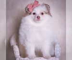 Small Photo #49 Pomeranian Puppy For Sale in WARSAW, IN, USA
