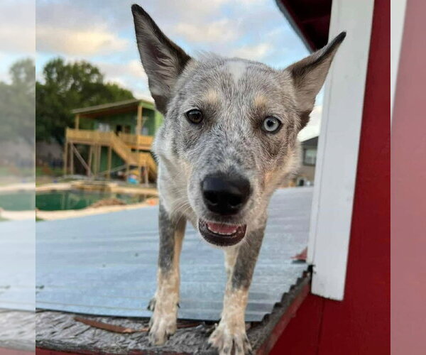 Medium Photo #3 Mutt Puppy For Sale in Canton, CT, USA