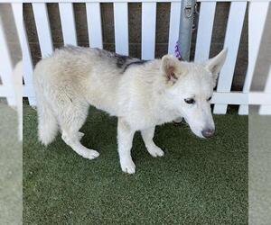 Siberian Husky Dogs for adoption in Modesto, CA, USA