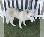 Small Siberian Husky