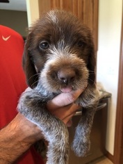 Wirehaired Pointing Griffon Puppy for sale in KEARNEY, NE, USA