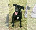 Small #6 Labrador Retriever Mix