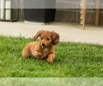 Small #3 Dachshund