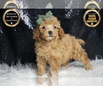 Puppy Lucas AKC Poodle (Toy)