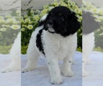 Small #3 Cavapoo